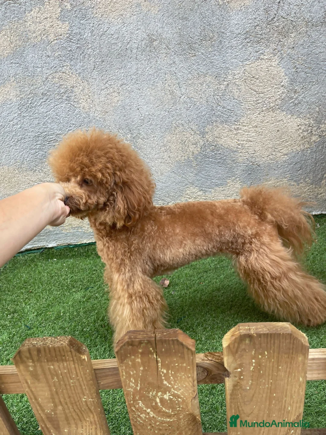 Caniche Toy perros en venta: CANICHE TOY LAS MEJORES LÍNEAS  - Anuncio 2