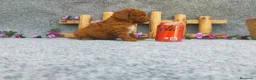 Caniche Toy perros en venta: PRECIOSOS CANICHE  ROJO LINEA TOY - Anuncio 14