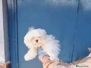 Bichón Maltés perros ‼️‼️PRECIOSO BiCHON MALTES COREANO TOY - Anuncio 1