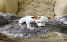 Jack Russell Terrier perros en venta: Cachorros de Jack Russell  - Imagen 27