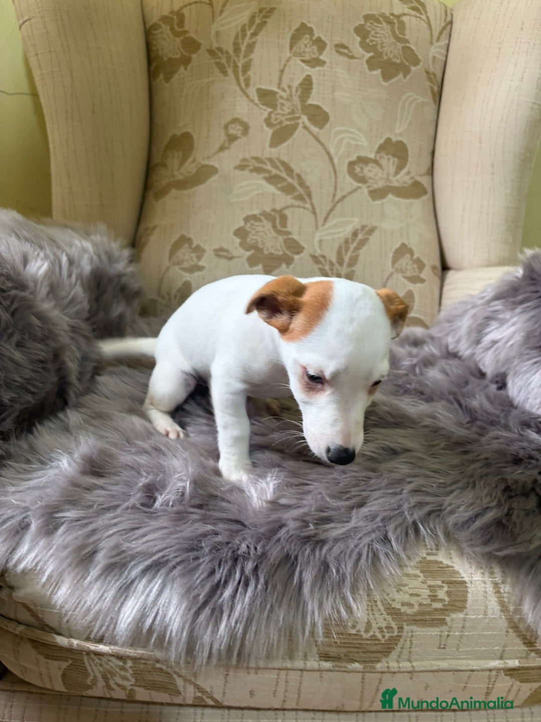 Jack Russell Terrier perros en venta: Cachorros de Jack Russell  - Imagen 27