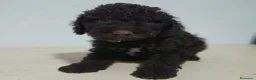 Perro de Agua Español perros en venta: PERRO DE AGUA - Anuncio 23