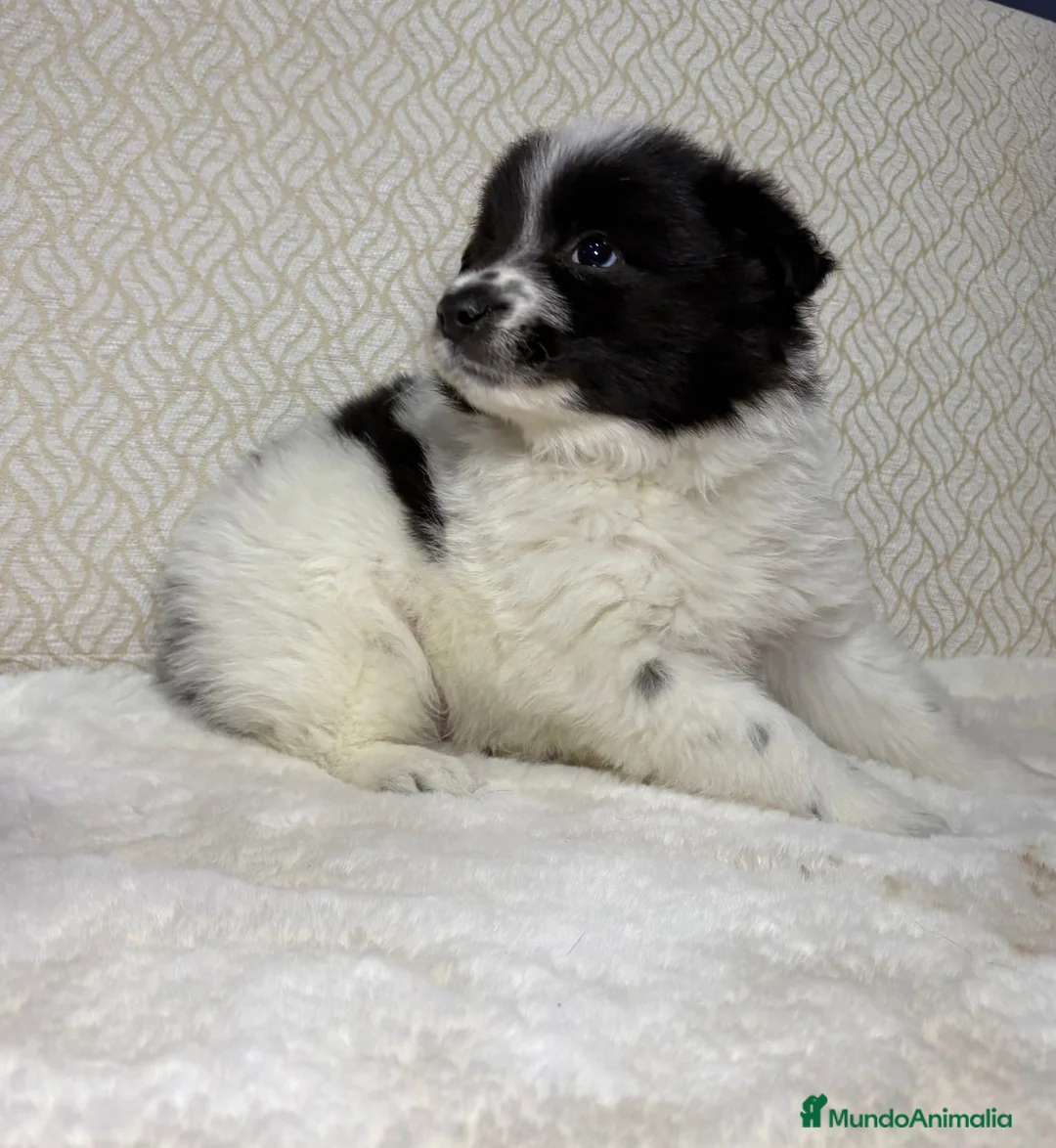 Border Collie perros en venta: Border collie macho precioso  - Anuncio 24