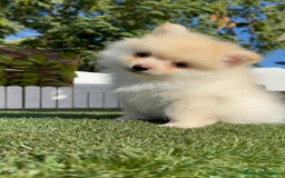 Pomerania perros en venta: POMERANIA - Imagen 20