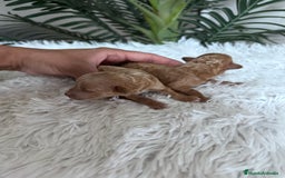 Caniche Toy perros en venta: CANICHE TOY - Imagen 15