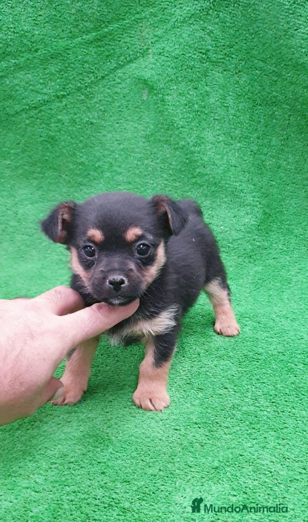 Raza Mixta perros en venta: Mix Yorkshire Terrier toy  - Anuncio 4