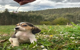 Beagle perros en venta: Beagle machos. Precio real - Imagen 2