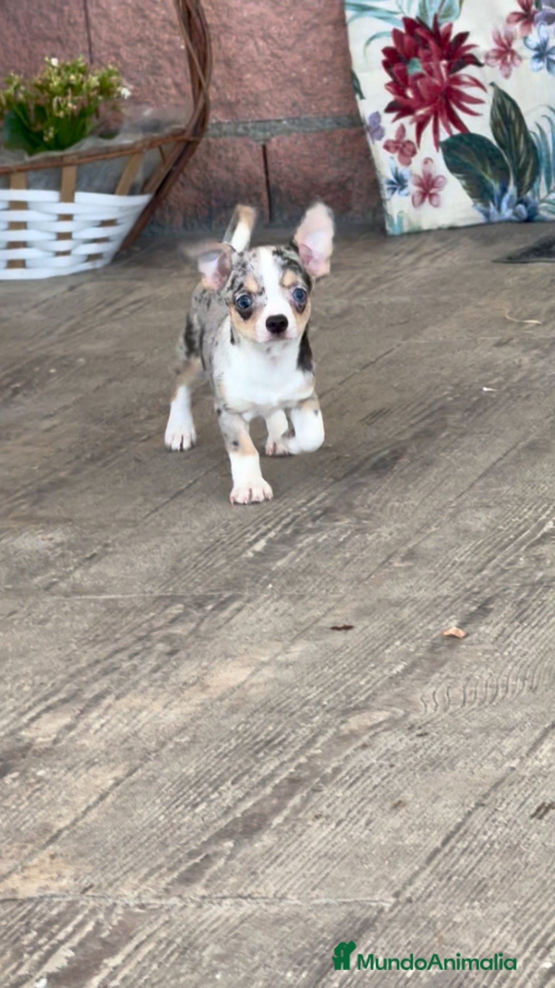 Chihuahua perros en venta: 🌟 PEQUEÑOS CHIHUAHUA EXÓTICOS 🌟 - Imagen 1