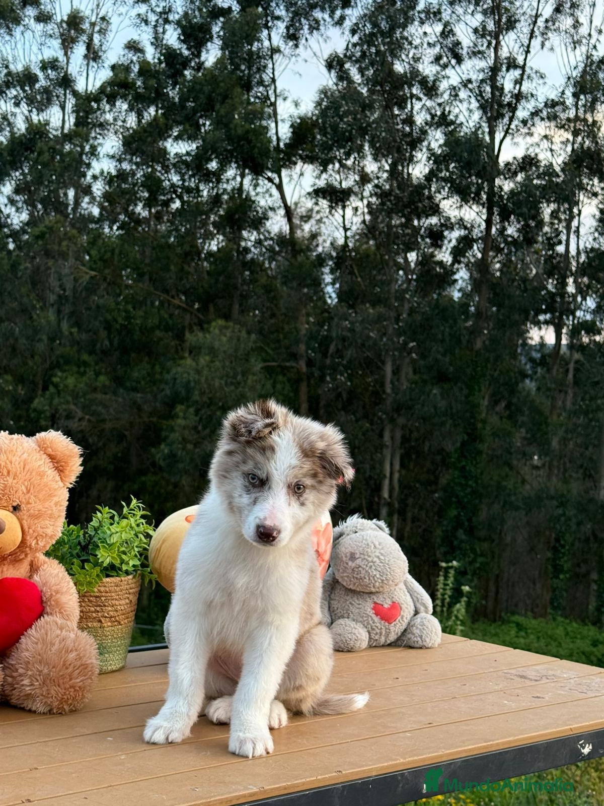 Border Collie perros Border collie merle. Machos - Anuncio 16