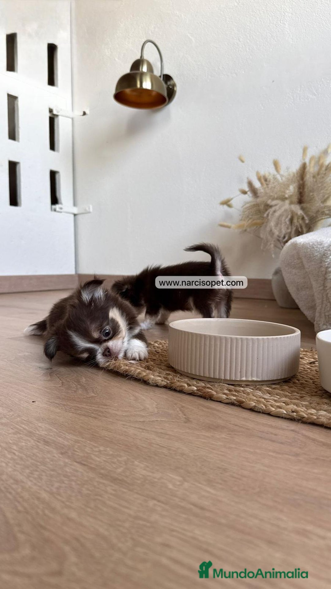 Chihuahua perros en venta: CAMADA DE CHIHUAHUA PELO LARGO - Anuncio 6