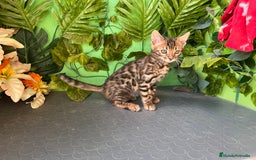 Bengalí gatos en venta: Gato bengali - Imagen 1