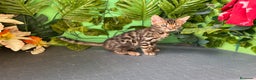 Bengalí gatos en venta: Gato bengali - Anuncio 1