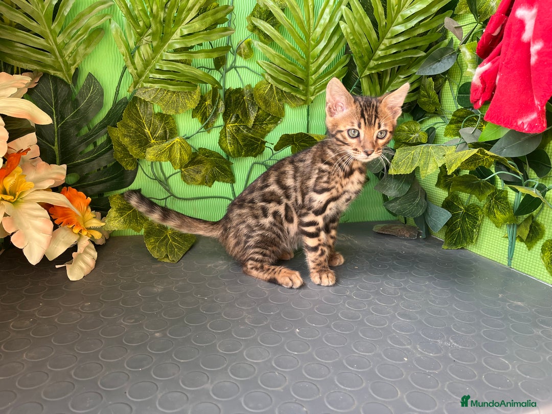 Bengalí gatos en venta: Gato bengali - Imagen 1