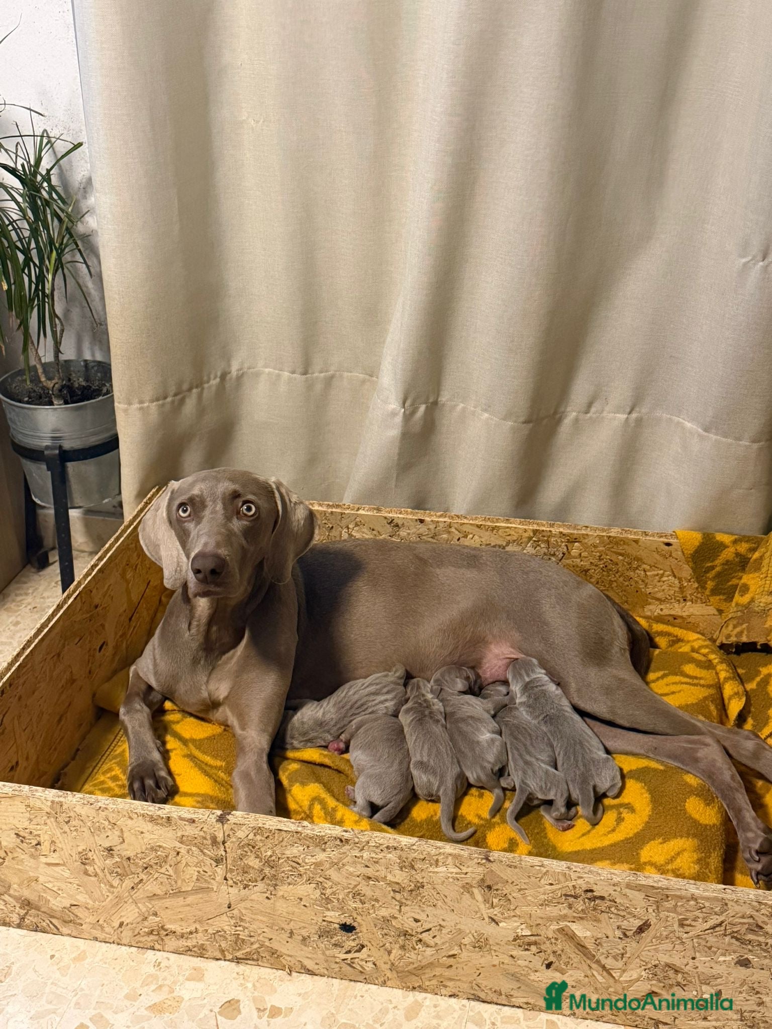Weimaraner perros Cachorros braco de Weimar 🩷🩵🐾🐶 - Anuncio 2