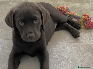 Labrador Retriever perros Labrador retriever dorado y chocolate disponible - Anuncio 15