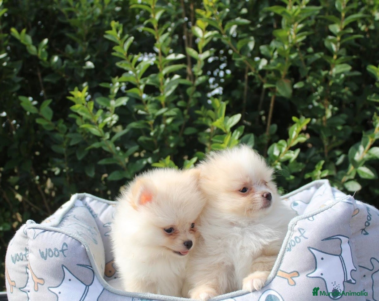 Pomerania perros CACHORRITOS POMERANIA  - Anuncio 2