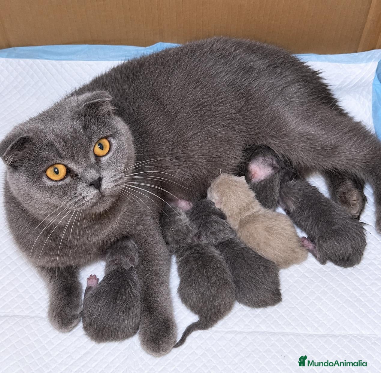 Británico de Pelo Corto Azul gatos Camada de British Shorthair y Scothis Fold  - Anuncio 1