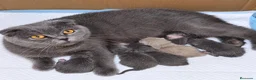 Británico de Pelo Corto Azul gatos en venta: Camada de British Shorthair y Scothis Fold  en Sevilla - Anuncio 1