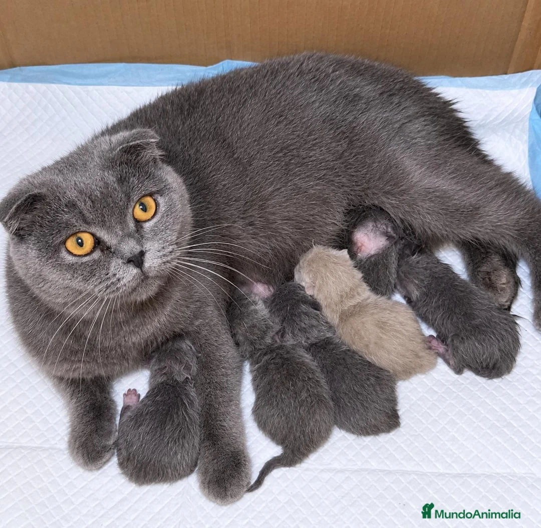 Británico de Pelo Corto Azul gatos en venta: Camada de British Shorthair y Scothis Fold  en Sevilla - Anuncio 1
