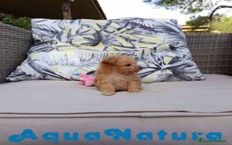 Caniche Toy perros en venta:  Caniche Hembra 2 de Estela y King AQUANATURA - Imagen 1