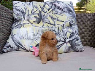 Caniche Toy perros Caniche Hembra 2 de Estela y King AQUANATURA - Anuncio 15