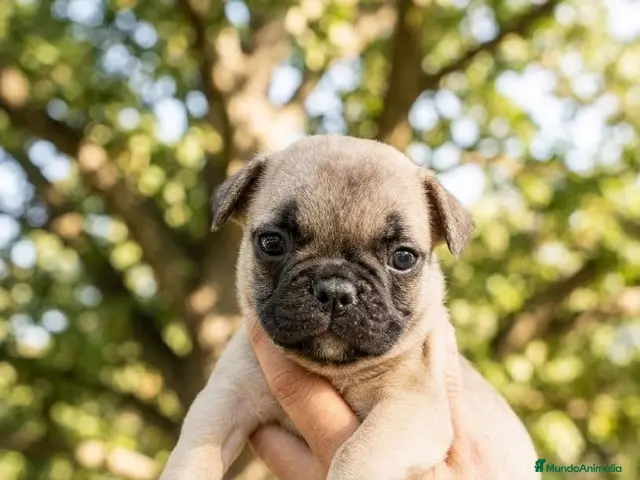 Bulldog Francés perros en venta: Bulldog francés - Anuncio 1