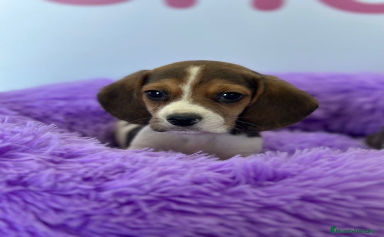 Beagle perros - Anuncio 1