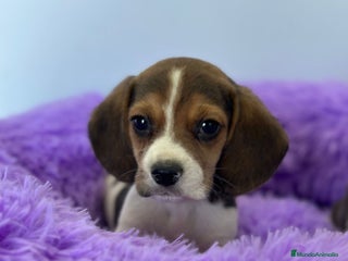 Beagle perros - Anuncio 10