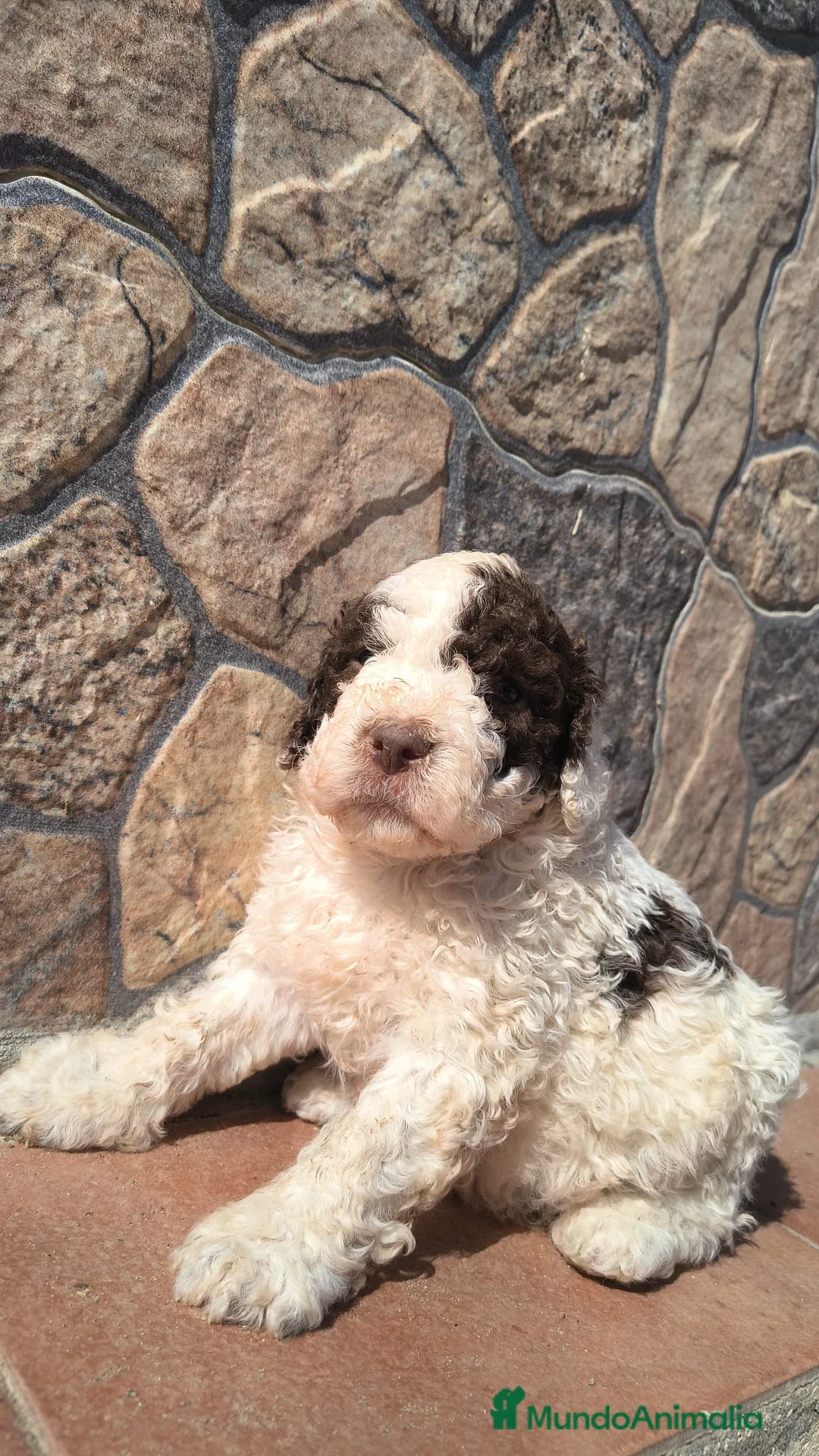 Perro de Agua Español perros en venta: Preciosos perros de agua disponible para entregar - Anuncio 1