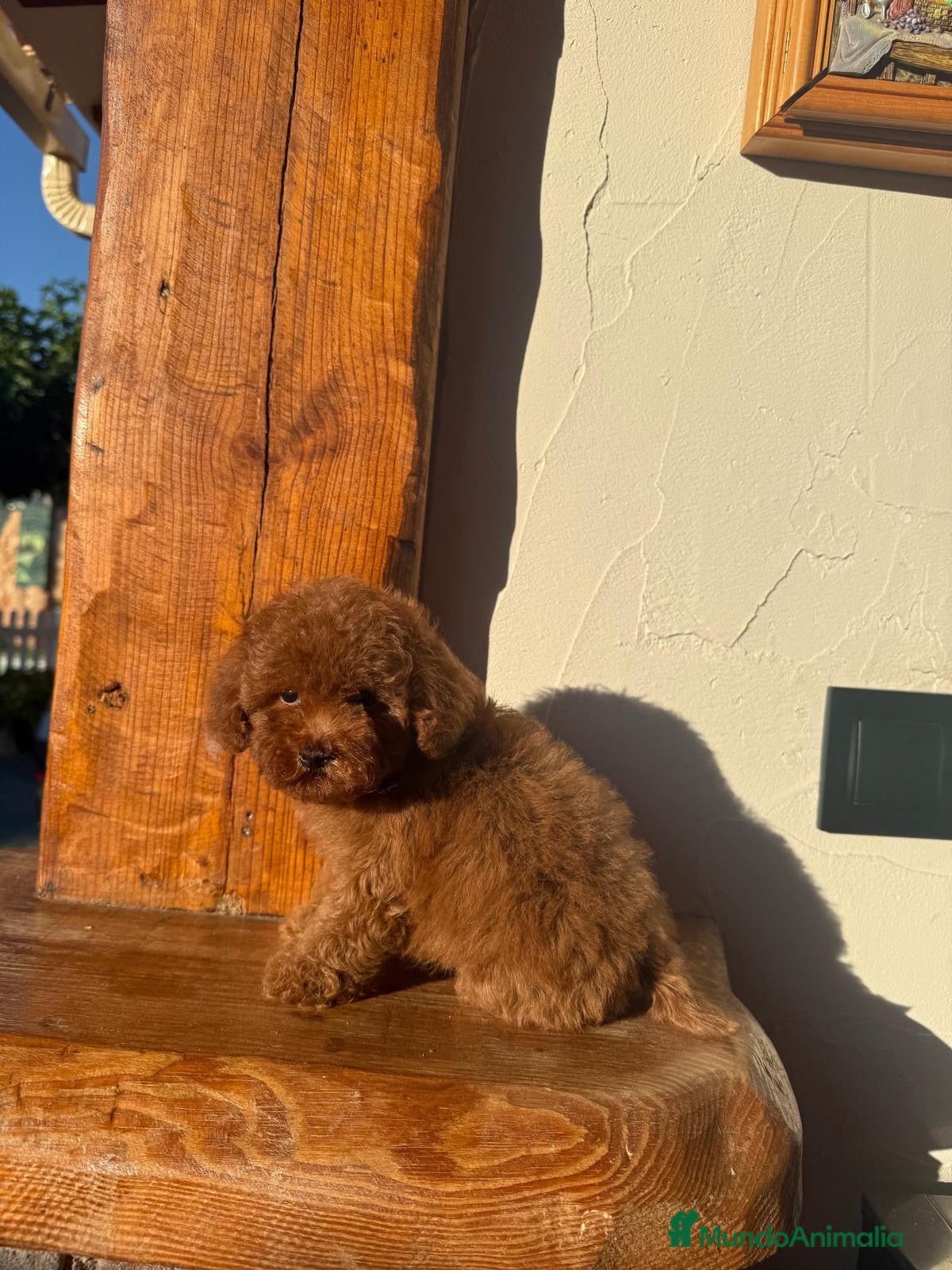 Caniche Toy perros Caniche toy - Anuncio 34