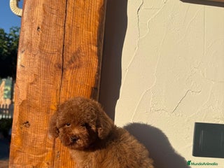 Caniche Toy perros Caniche toy - Anuncio 34