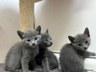 Azul Ruso gatos en Barcelona - Anuncio 1