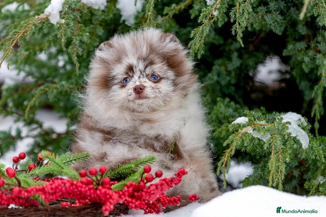 Pomerania perros en venta: Pomeranian rusos  - Anuncio 1