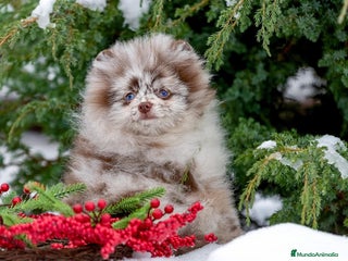 Pomerania perros Pomeranian rusos - Anuncio 1