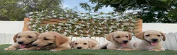 Labrador Retriever perros en venta: LABRADOR RETRIEVER - Anuncio 12