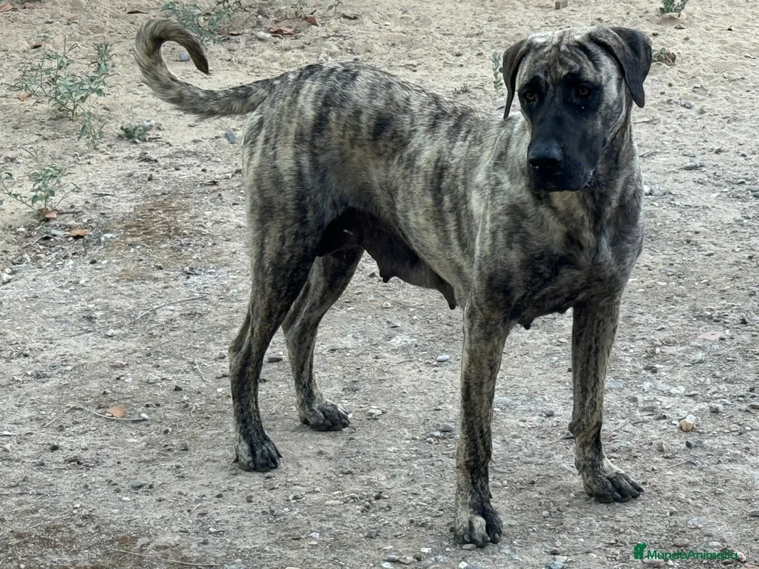 Presa Canario perros en venta: Camada de presa dogo canario  - Anuncio 2