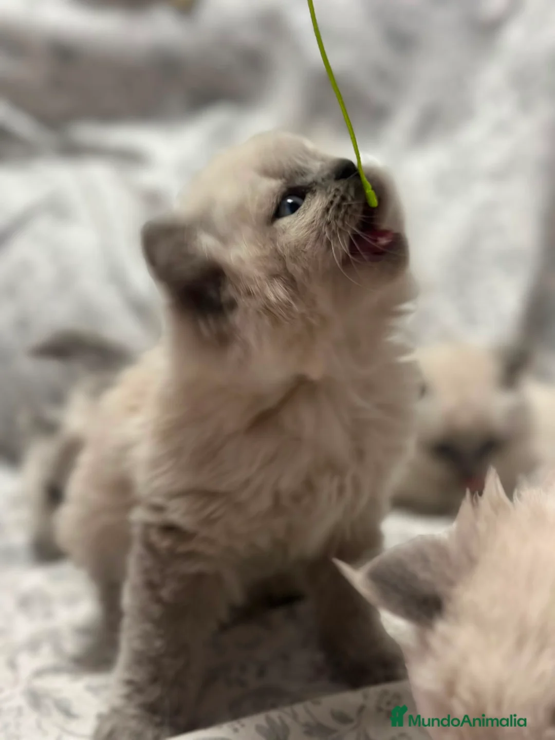 Sagrado de Birmania gatos en venta:  Birmanos  - Anuncio 4