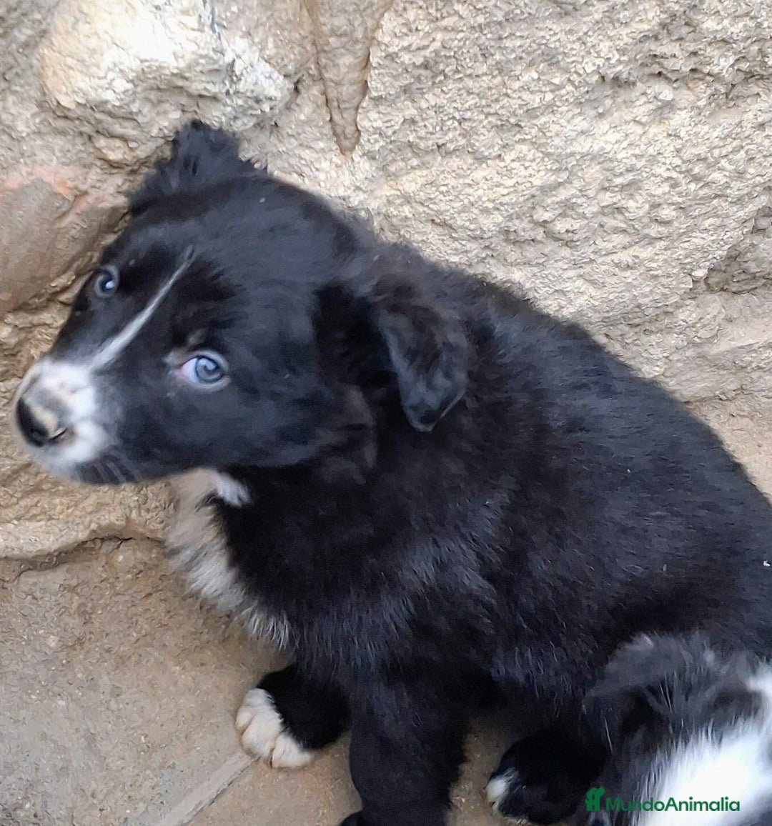 Border Collie perros en venta: Boder collie Getafe  - Anuncio 1