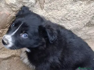 Border Collie perros Boder collie Getafe - Anuncio 30