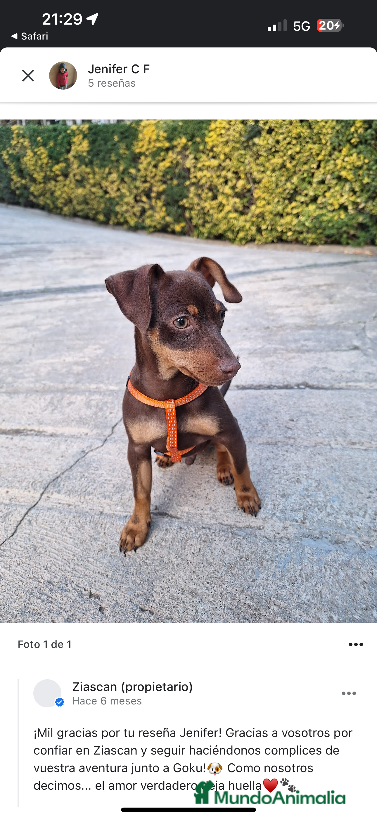 Pinscher Miniatura perros Pinscher isabelita - Anuncio 1