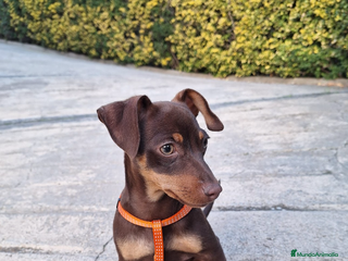 Pinscher Miniatura perros Pinscher isabelita - Anuncio 1