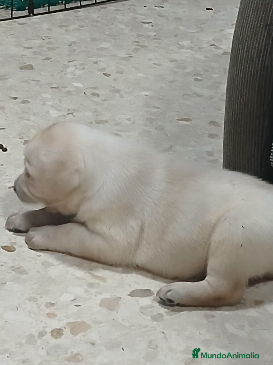 Labrador Retriever perros en venta: Labrador retriever dorado y chocolate  - Anuncio 1