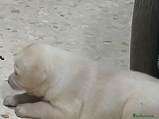 Labrador Retriever perros Labrador retriever dorado y chocolate - Anuncio 1