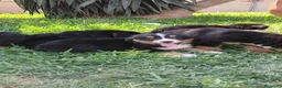Boyero de Berna perros en venta: Macho disponible de boyero de Berna  - Anuncio 3