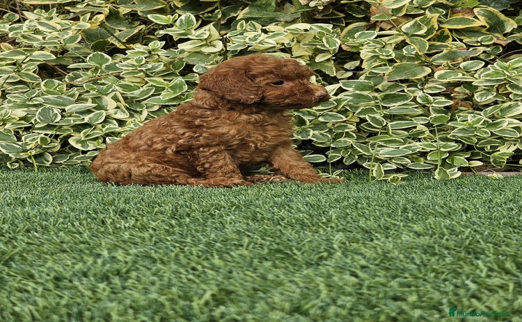 Caniche Toy perros - Anuncio 3