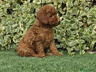 Caniche Toy perros - Anuncio 2