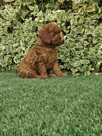 Caniche Toy perros - Anuncio 7