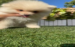 Pomerania perros en venta: POMERANIA MACHO - Imagen 5