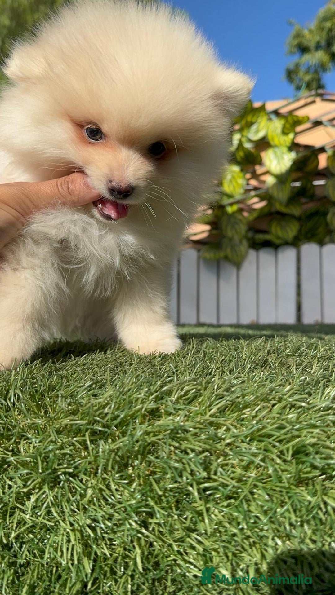 Pomerania perros en venta: POMERANIA MACHO - Imagen 5