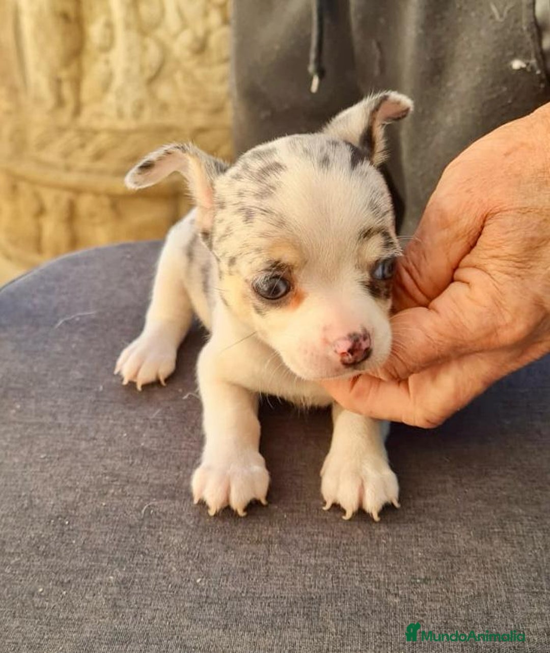 Chihuahua perros en venta: Chihuahua toy - Anuncio 8